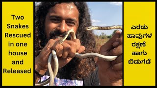 SNAKE RESCUE #169