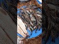 how to earn YouTube Shots new Bangla video Sundarban chingri#fishing  Sundar Bazar #fish