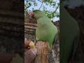 #parrot #pet #petlovers #petofinstagram #parrots #talkingbird #talkingparrot #funnypets #cute