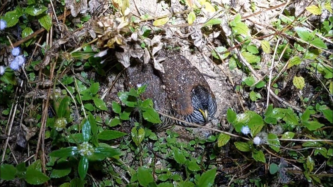 Wahhh sudah lama gak ngobor burung puyuh sekalinya ngobor poin banyak🤤🤤