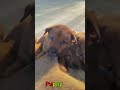 かわいい子犬の日常 #koreaPuppies #japanDogs