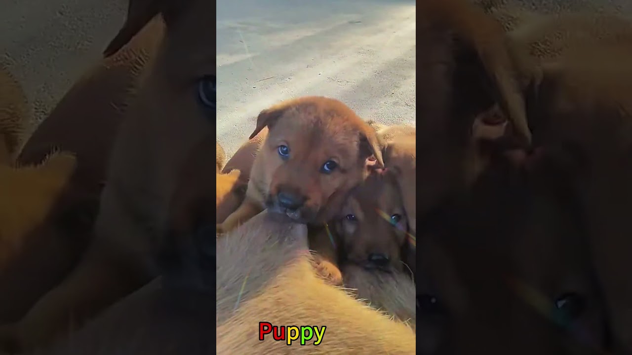 かわいい子犬の日常 #koreaPuppies #japanDogs
