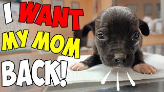 We Rescued a Tiny Puppy who Lost her Mom