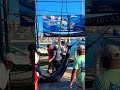 10 men try to hoist a 500 lb Blue Marlin in Cabo San Lucas