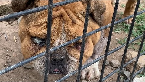 Dog Waits Each Day Behind Rusted Bars, Eyes Swollen From Crying, Longing For Her Owner’s Return.