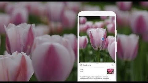 How to use Google lens to identify flowers and plants