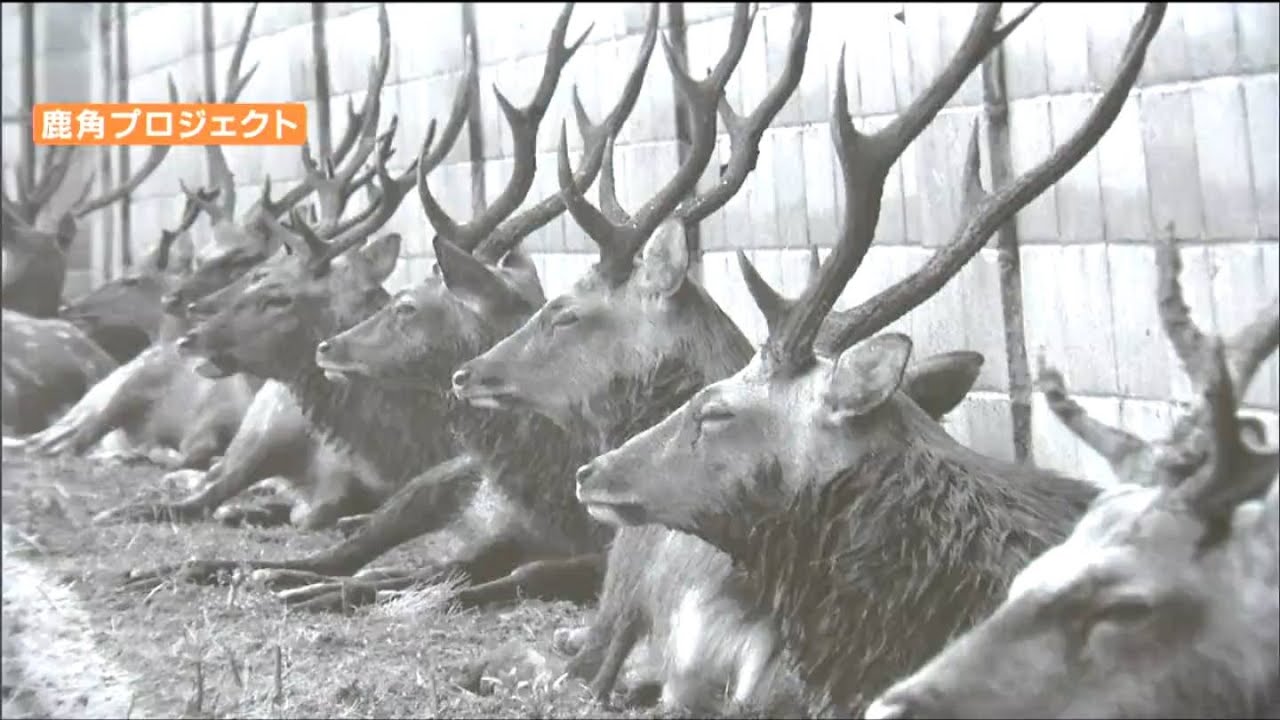 島の神社にネガの一部が残っていた」離島・金華山のシカを撮影した写真