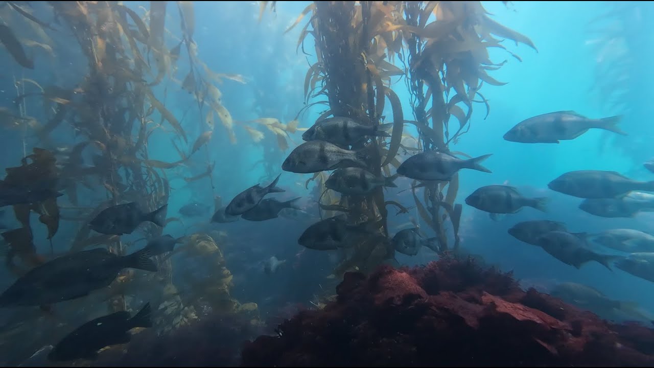 Spearfishing Rock Fish in Otter Cove I Monterey