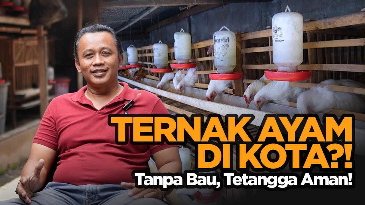 Beternak Ayam Kampung di Perkotaan Tanpa Bau, Tetangga Pun Nyaman!