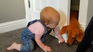 Baby Traps Dog with Door!!