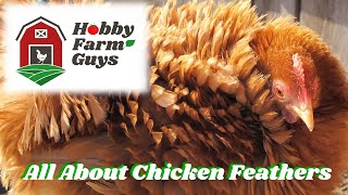 Chicken Feathers: Everything You Never Knew You Wanted To Know!