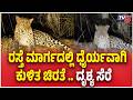 Leopard Spotted On Road Near Arsikere | ರಸ್ತೆ ಮಾರ್ಗದಲ್ಲಿ ಧೈರ್ಯವಾಗಿ ಕುಳಿತ ಚಿರತೆ .. ದೃಶ್ಯ ಸೆರೆ