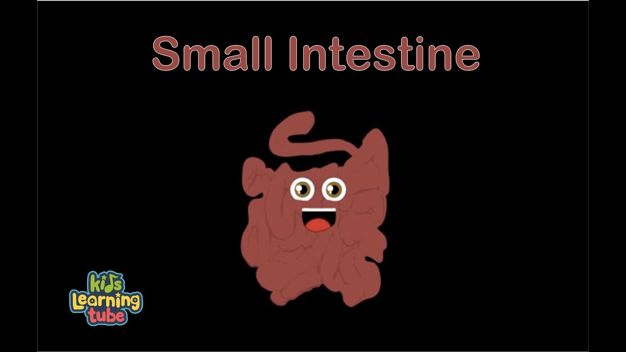 Featured image of post How To Draw Small Intestine For Kids The small intestine is about 20 feet long and about an inch in diameter