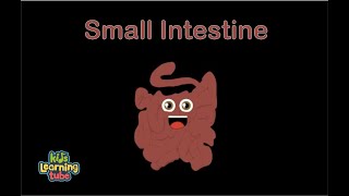The Small Intestine Anatomy Song