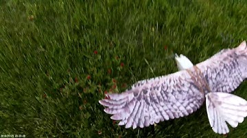 Mini Eagle flyer,  1200mm.