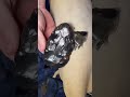 #black #obsidian #cat