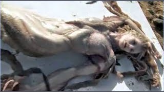 Существуют ли русалки на самом деле. Кого действительно видели моряки. Неопознанные обитатели морей Существуют ли русалки на самом деле. Кого действительно видели моряки. Неопознанные обитатели морей