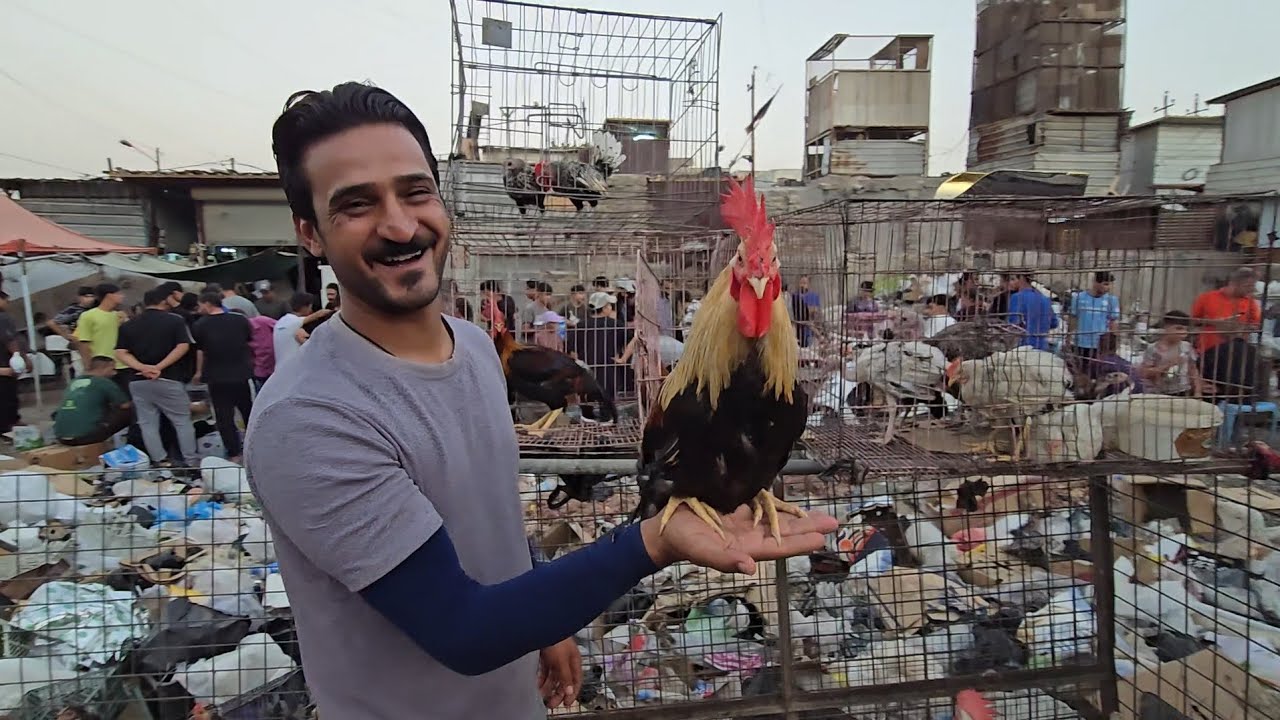 سوق مريدي في بغداد المدينة انواع الحيوانات والطيور مع الأسعار 18 اب 2025