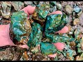 Chasing a Mystery Mountain Material w/Oregon Coast Agates!