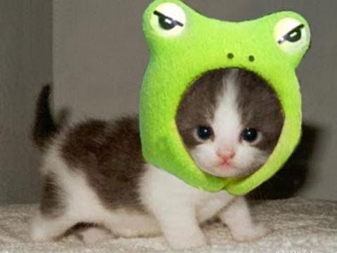 funny-cat-and-cute-kitten-videos---cat-vines-compilation