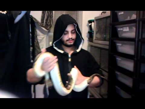pikachu pokemon New editions ball python morphs
