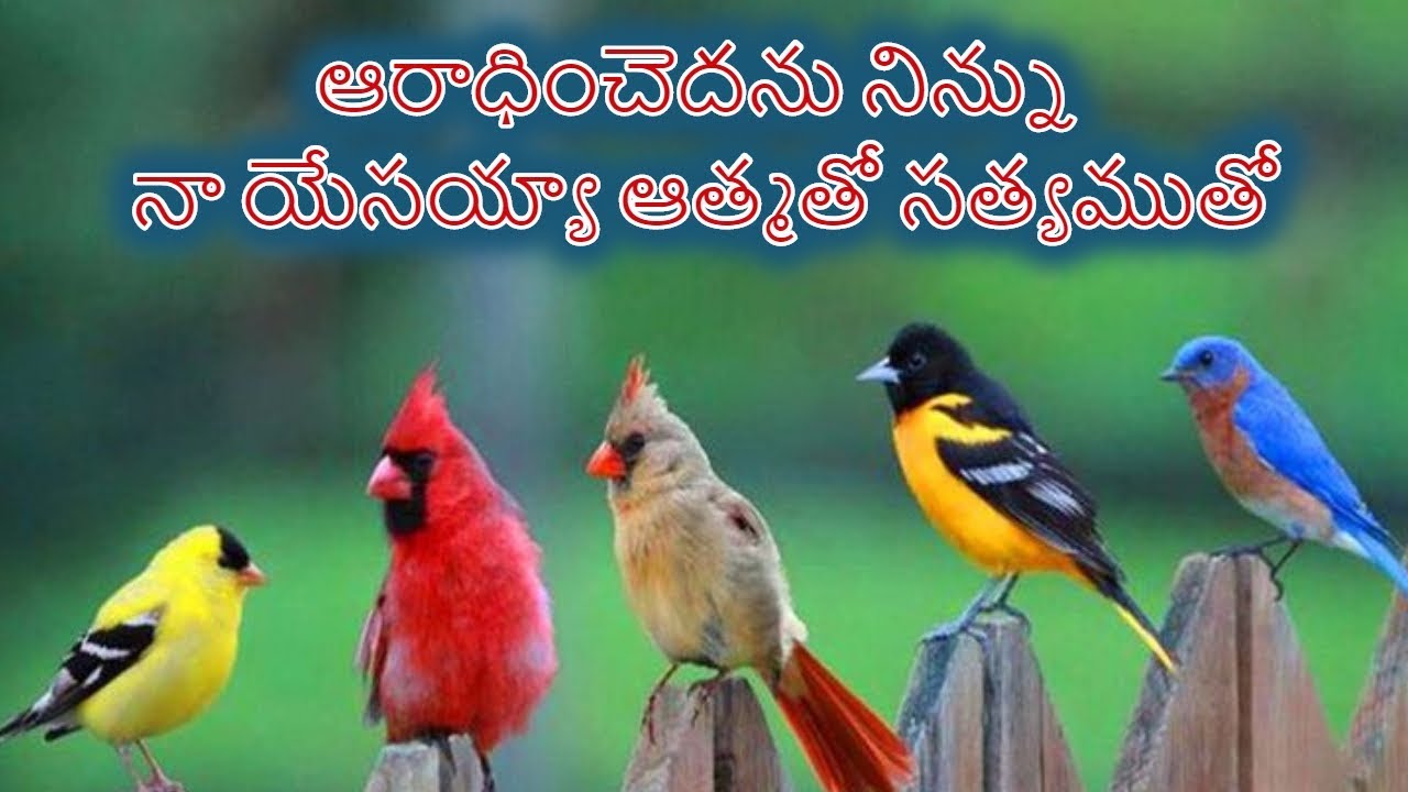  Aaraadhinchedanu Ninnu Telugu Christian Songs with lyrics