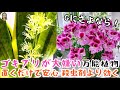 ゴキブリ対策｜この植物を置くだけで、Ｇや害虫が二度と出てこない！殺虫剤や蚊取り線香よりも効果100倍植物！|花子