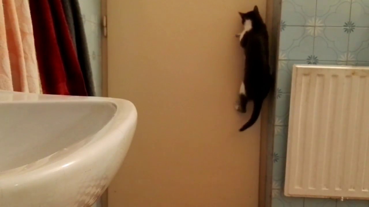Cat open door YouTube