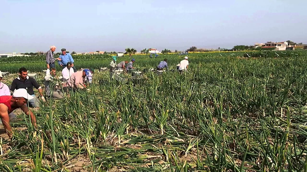 Arenili di Margherita di Savoia - raccolta della cipolla