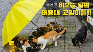 태종대에서 산고양이 밥배달 오늘 하루10시간 걸렀습니다^^오늘 저를 응원해주실꺼죠^^