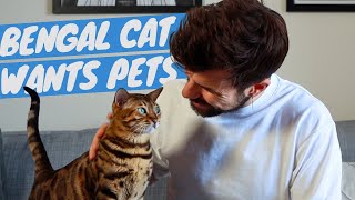 My Bengal Cat (Mia) Interrupts my YouTube Video to Get Pets
