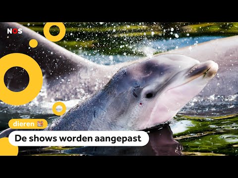 Dolfinarium laat dolfijnen en walrussen geen kunstjes meer doen