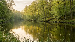 Inner Peace 🌲 Tranquil Forest River & Green Canopy Reflections | Healing White Noise for Meditation