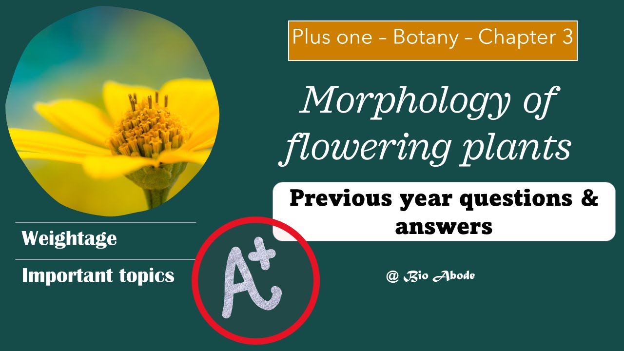 PLUS ONE|BOTANY|CHAPTER 3|MORPHOLOGY OF FLOWERING PLANT|SPREVIOUS YEAR ...