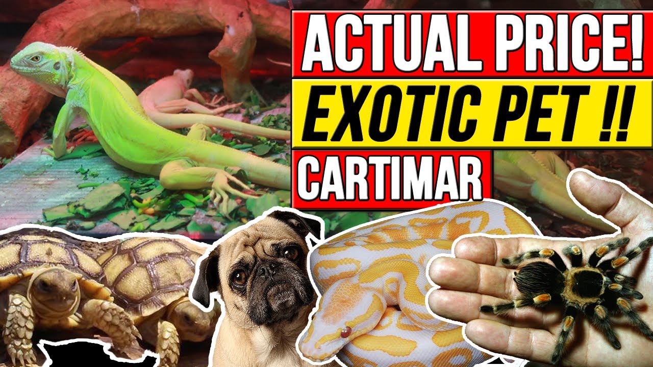 exotic pet store online