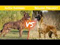 Dutch Shepherd VS Belgian Malinois