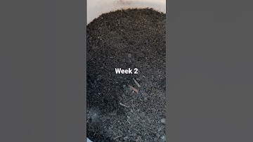Inoculating biochar week 2 #biochar #shorts #charging