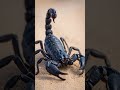 dangerous Scorpion #short #dangerousScorpion #viral