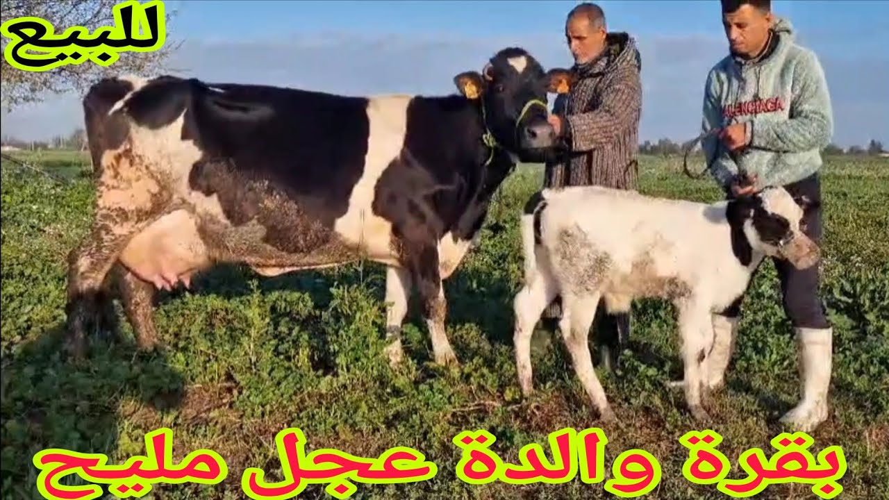 تباااارك الله💫 بقرة والدة عجل مليح🌟 إتصل 06.41.08.11.85📞 ألو سي حوسين نواحي الغرب 🇲🇦