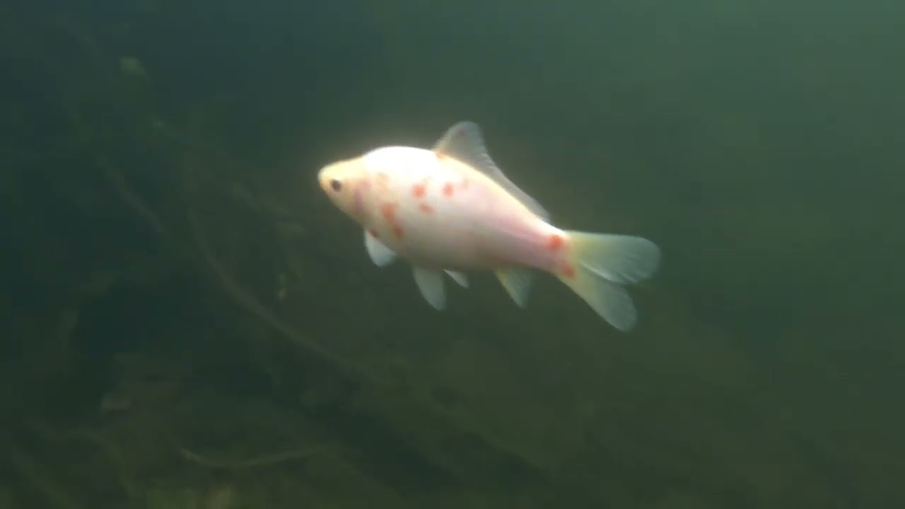 Oczko wodne z końcem listopada.