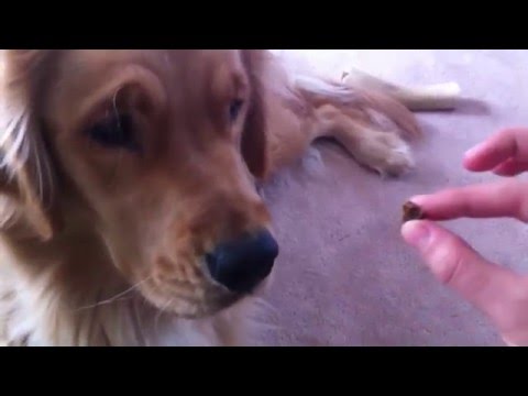 Dog Patiently Waits