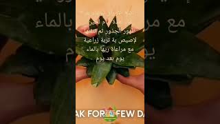 زراعة الأناناس من حبة أناناس واحدة في المنزل