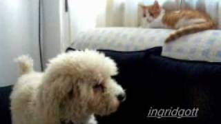 CATS VS DOGS PERRO VS GATO screenshot 1