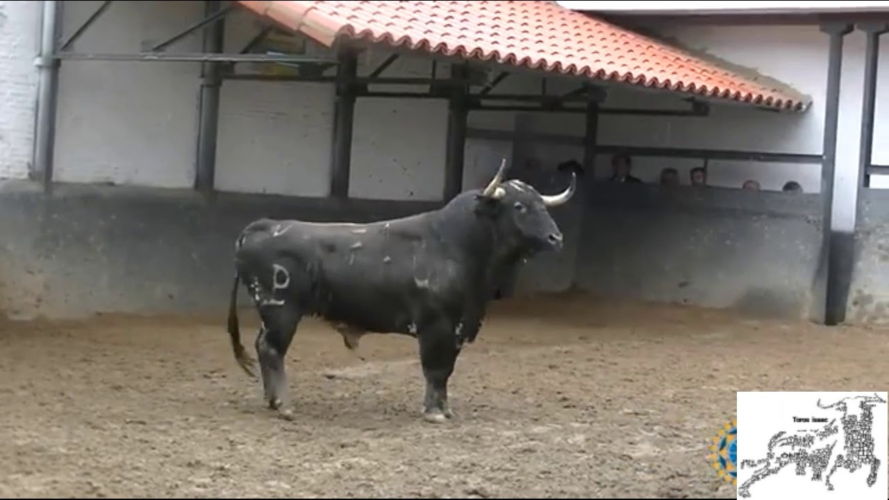30 de San Isidro sorteo de los toros de alcurrucen
