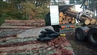 Awesome loading of logs in the container. 🚚🚚🚛🚚😎.
