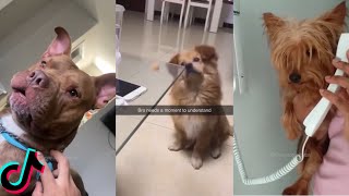 Funny Animals Tiktok Compilation #72