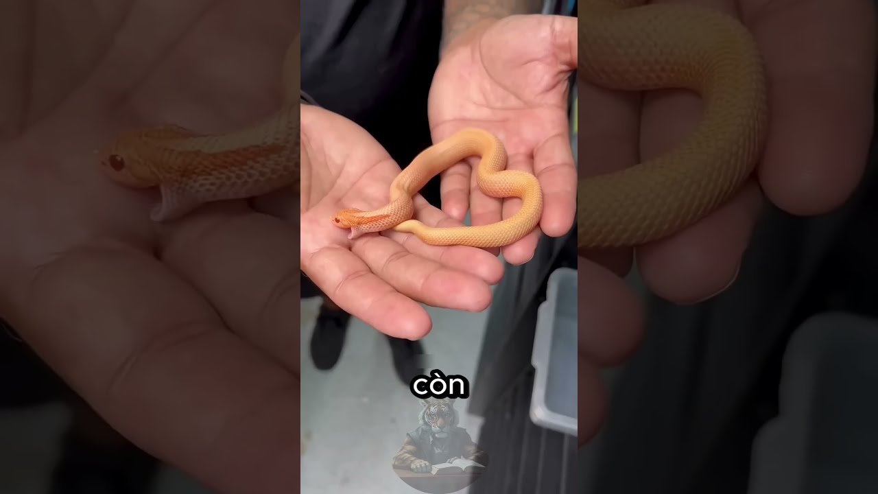 Why Baby Snakes Are More Dangerous Than Adult 