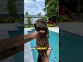 Bayi Berang-Berang Ternyata Belum Bisa Berenang!