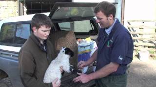 Hypothermia in lambs
