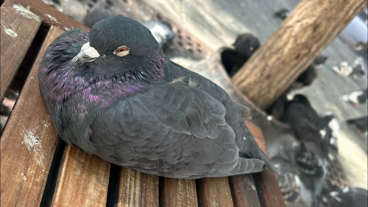 After Bang VSC Quebec